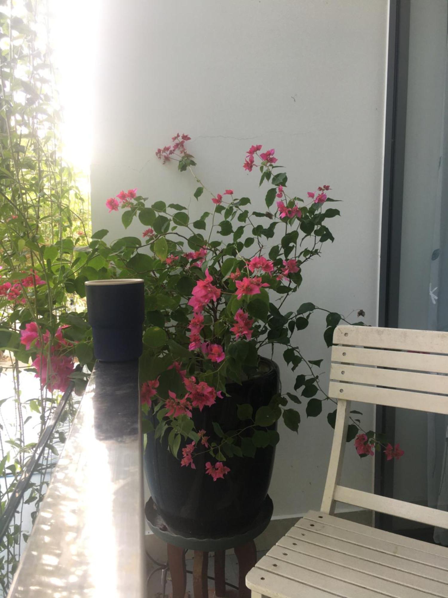 La Gai Homestay ホイアン エクステリア 写真